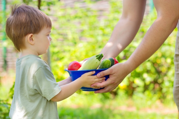 少年は夏の野菜の収穫が入ったボウルを持っています。農家と子供は菜園からトマト、きゅうり、ズッキーニを選びます