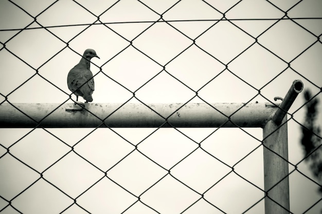 写真 鳥を見ている少年