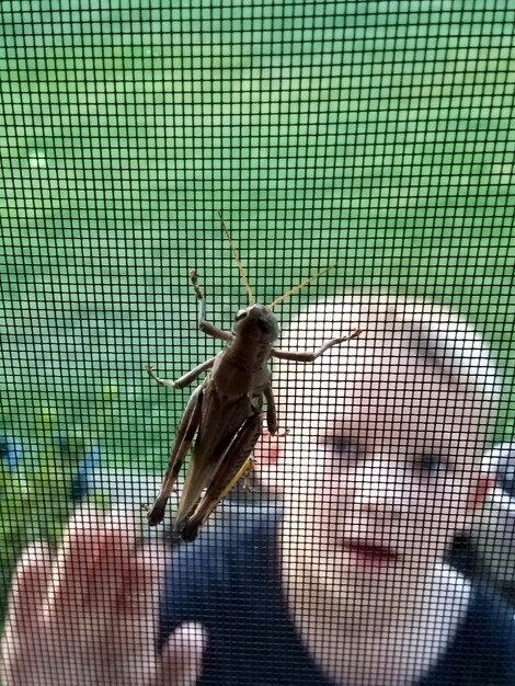 Boy looking grasshopper sitting on wire mesh