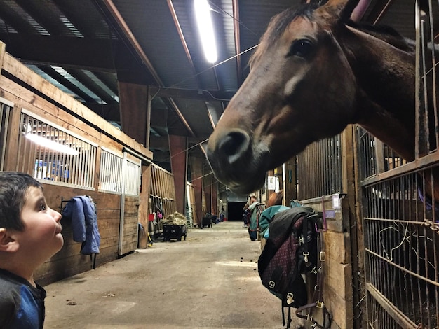 スタイルで馬を見ている少年