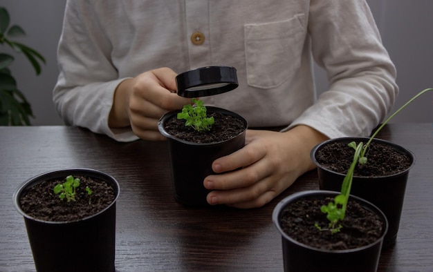 A boy looks at a flower in a pot through a magnifying glass