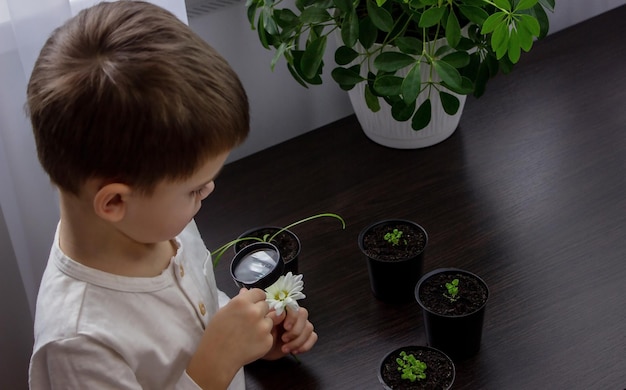 少年は虫眼鏡で花をのぞき込む