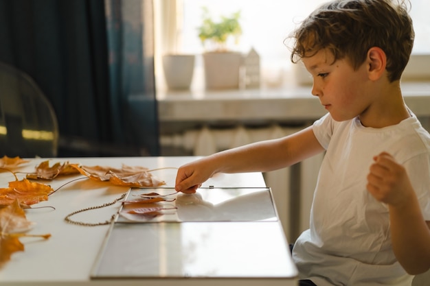 The boy makes a composition with leaves in a glass frame while sitting at home in the kitchen