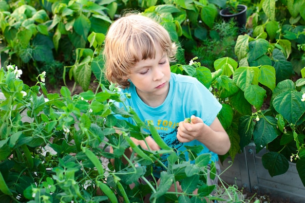 A boy picking up green peas and beans in a garden