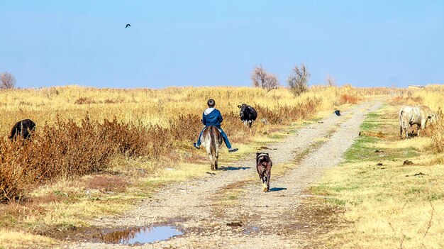 写真 ロバの風景に牛を羊飼いの少年