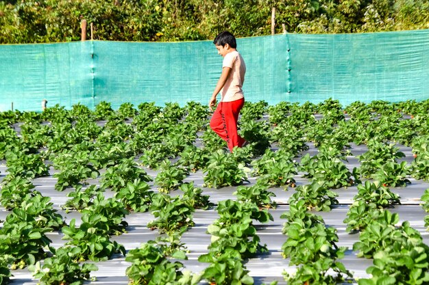 Boy standing by strawberry plants