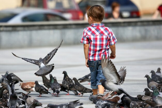 少年は鳩の群れの近くを歩く