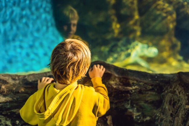 Boy watching a sea turtle in an aquarium