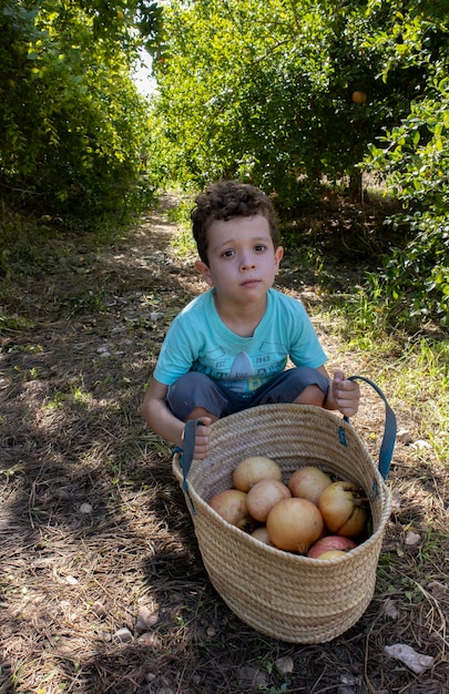 Boy with basket of pomegranates in the field