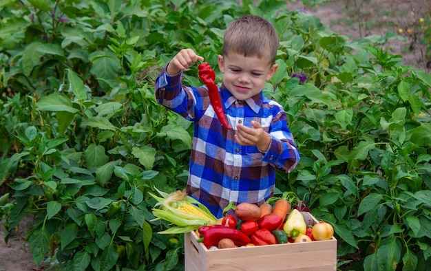 庭で野菜の箱を持つ少年