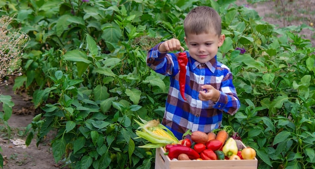 Мальчик с ящиком овощей в саду