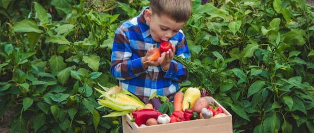 庭で野菜の箱を持つ少年