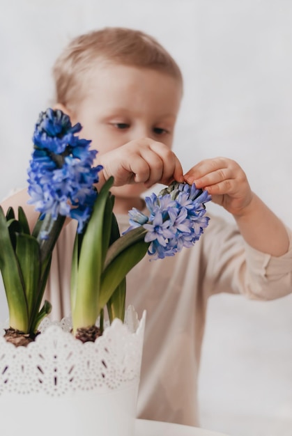 花を持つ少年子供は花の世話をします青いヒヤシンス