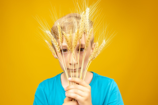 A boy on a yellow background put ears of wheat to his face and look through them