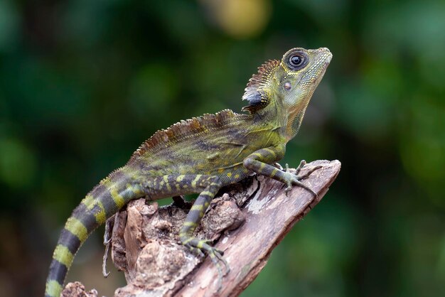 Boyd forest dragon lizard on a tree