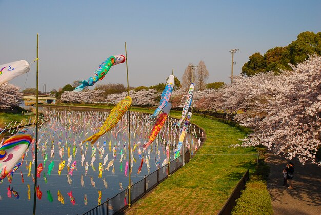 日本の男の子の日。桜の花。