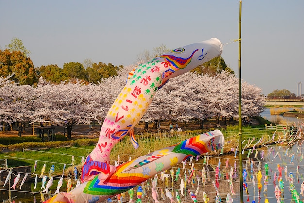 Photo boys' day in japan. cherry blossom.