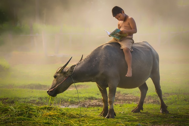 A boys riding buffaloes and reading a book for education.