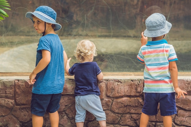 Boys watching reptiles in the terrarium