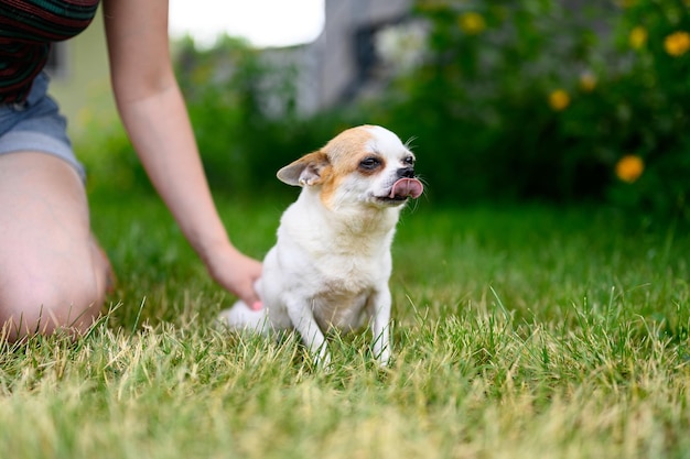 Boze Chihuahua-hond stak zijn tong uit Volbloed-huisdier loopt op straat op groen gras