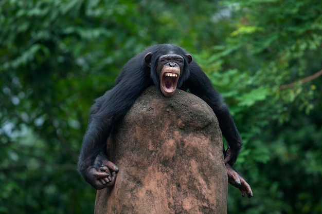 Boze chimpansee op een rots in de dierentuin.