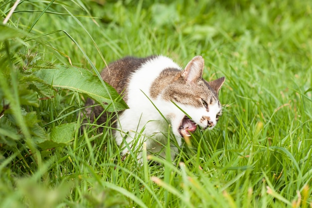 Boze kat in groen gras