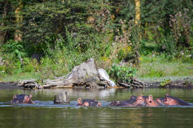 Boze nijlpaard met open mond Naivasha Kenia Afrika