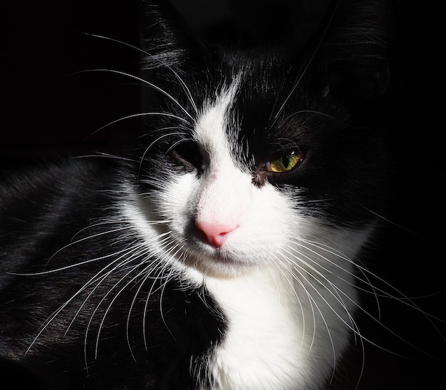 Boze of ontevreden zwart-witte kat met gele ogen en lange witte snor op een zwarte achtergrond