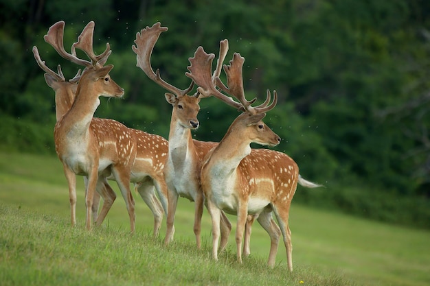 Braakliggende herten die in een bos lopen