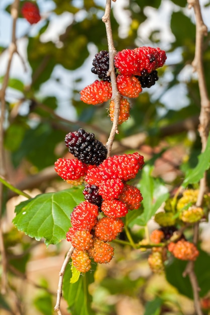 Braambes rijp, rijp en onrijp groen fruit op boom