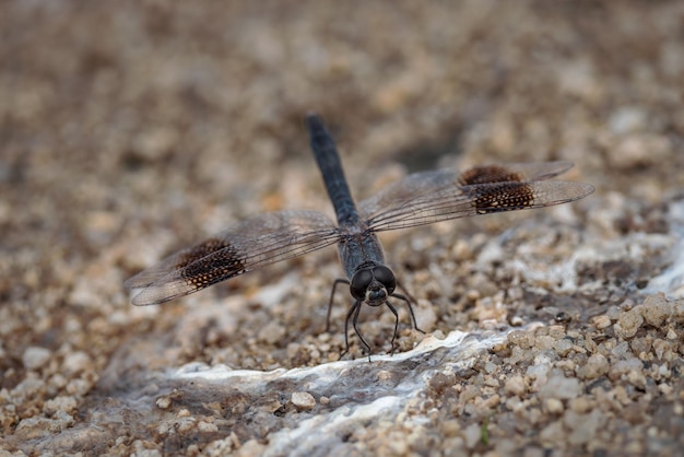 Brachythemis leucosticta. Dragonfly in zijn natuurlijke omgeving.