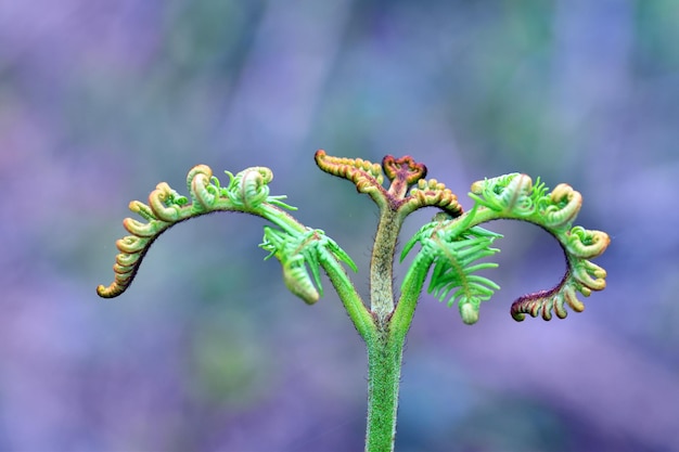 Bracken young fronds Pteridium aquilinum