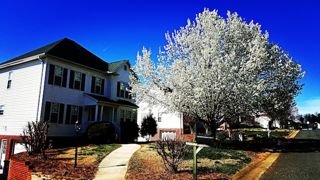 Photo bradford pear tree growing outside buildings