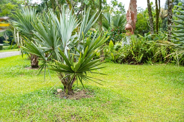 Brahea armata, commonly known as Mexican blue palm or blue hesper palm