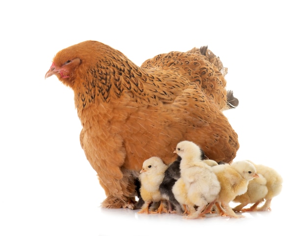 ブラマ鶏と雛