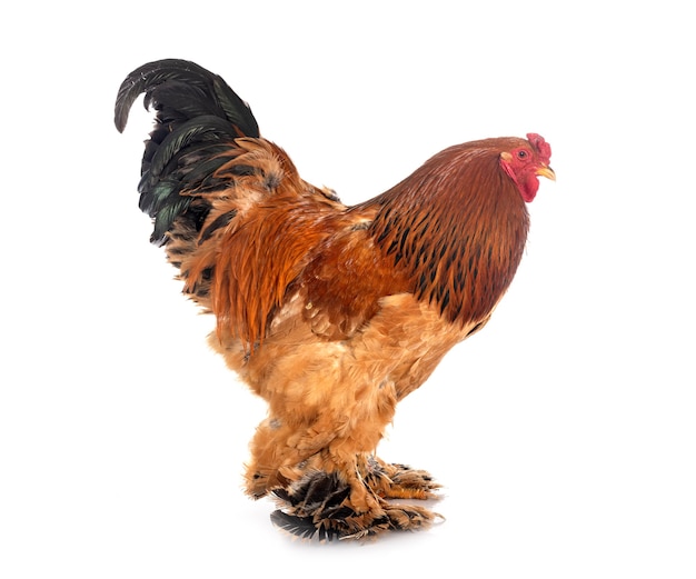 Brahma chicken in front of white background