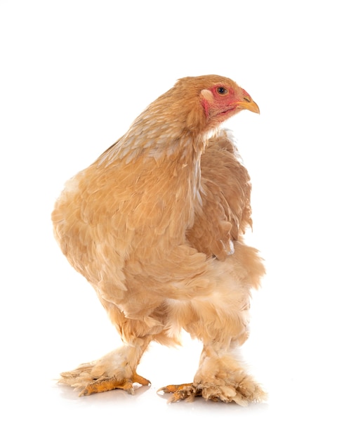 Brahma chicken isolated on white