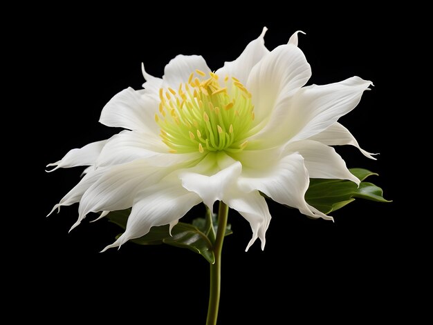 Brahma flower in studio background single brahma flower Beautiful flower ai generated image