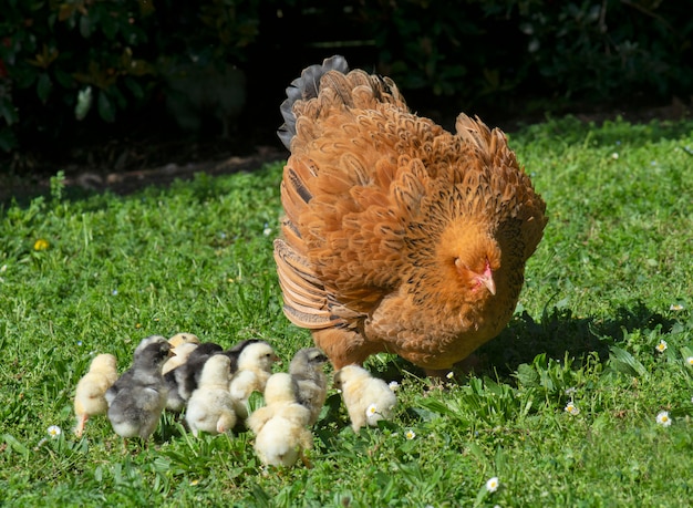 Brahma kip en kuikens