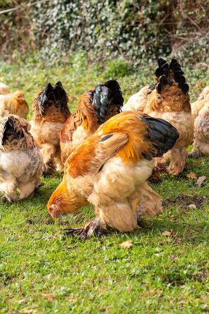 Photo brahma rooster in the pasture