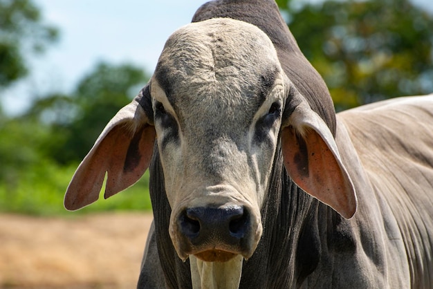 Brahman bull ox looking at the camera