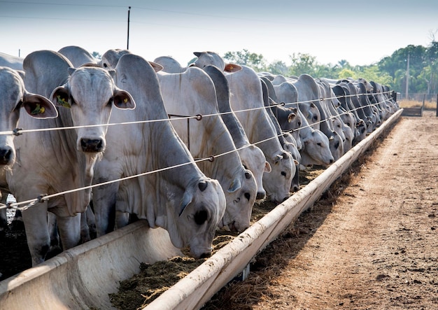 Brahman cattle feeding in pallet inside the feedlot range