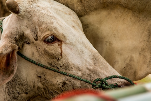 Brahman Cattle in stables