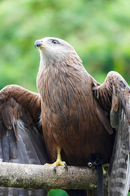 Brahminy Kite Eagle Bird Крупный план Детали