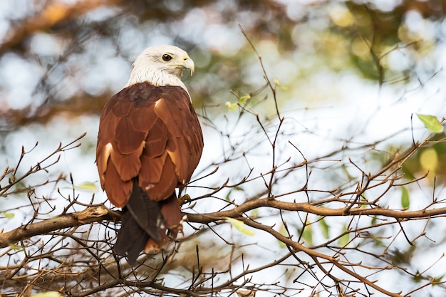 The brahminy kite (Haliastur indus)