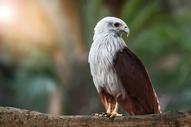 brahminy kite in de natuur