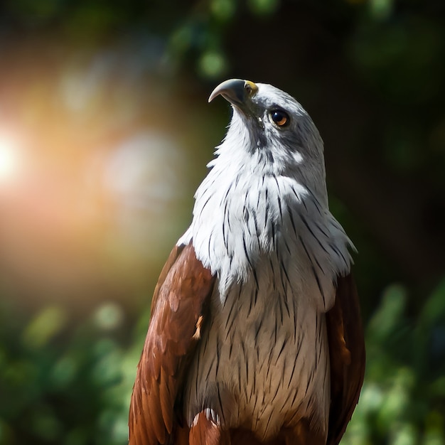 brahminy kite in nature