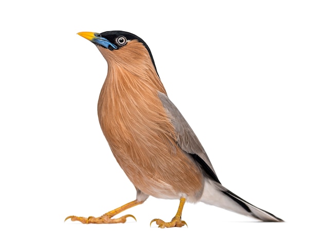 Brahminy Myna-Sturnia pagodarum