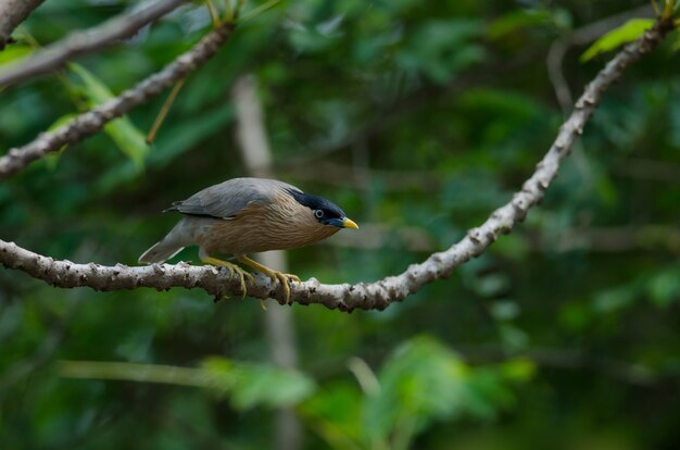 자연 속에서 나무에 Brahminy Starling