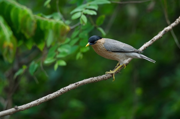 자연 속에서 나무에 Brahminy Starling